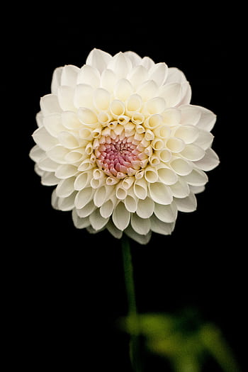 Elegant white dahlia flower against a black background, showcasing intricate petals. HD phone wallpaper