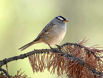 Beautiful Bird, cool, beautiful, bird HD wallpaper