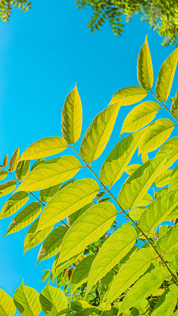 Nature, Sky, Leaves, Bush, Branches HD phone wallpaper