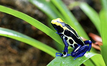 Poison dart frog , Striking colours, Tropical beauty, Eye-catching selection HD wallpaper