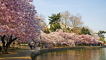 Spring, Nature, Trees, Park, Pond HD wallpaper