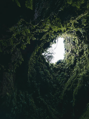 Plants, Nature, Dark, Fern, Moss, Cave HD phone wallpaper