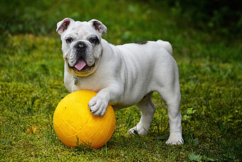 Funny, Animals, Dog, Ball, Protruding Tongue, Tongue Stuck Out, Bulldog HD wallpaper