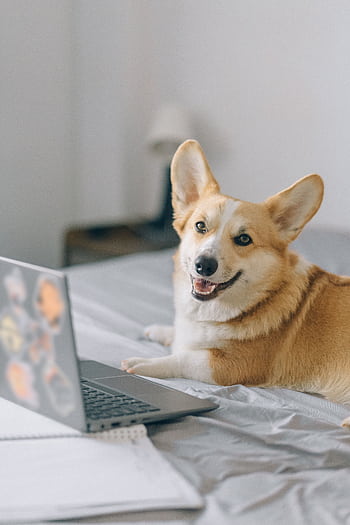 Adorable corgi relaxing indoors next to a laptop on a bed, looking directly at the camera. HD phone wallpaper
