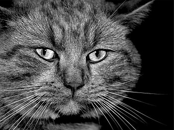 THE CAT CANT HELP THE WAY IT LOOKS, actually, cat, loveable, friendly HD wallpaper