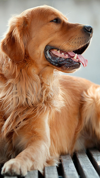 All dogs, Stunning , Canine companions, Irresistible cuteness HD phone wallpaper