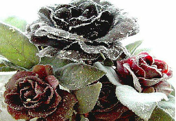cold roses, plants, soft, nice, rose, delicate, pretty, petals, bud, nature, flowers, lovely HD wallpaper