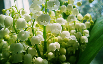 Lilys of the valley, lilys, bouquet, mood, valley, bells, spring HD wallpaper