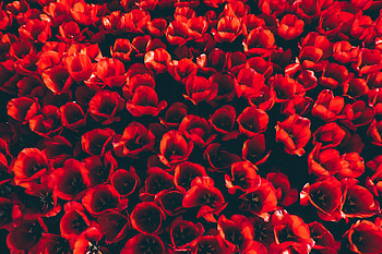 Flowers, Tulips, Petals, Bloom, Flowering, Flower Bed, Flowerbed HD wallpaper
