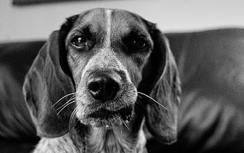 Animals, Dog, Muzzle, Bw, Chb, Ears HD wallpaper