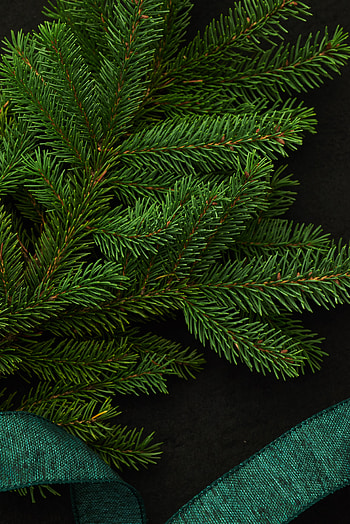 Miscellanea, Miscellaneous, Branch, Spruce, Fir, Needles HD phone wallpaper