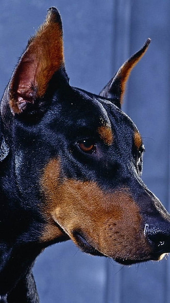 Doberman Dog, Animals, Dogs HD phone wallpaper