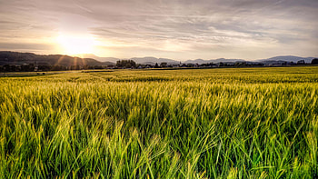 Farm Grass Field Sunlight Mountains Trees Under White Clouds Sky Nature HD wallpaper