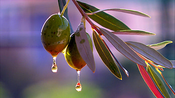 The gift of the goddess, , Mobile and tablet , Olive-inspired ry HD wallpaper