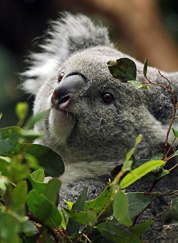 Koala in Duisburg, Koalas HD phone wallpaper