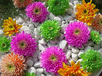 Flowers, Stones, Chrysanthemum, Beauty, Composition HD wallpaper