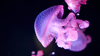 Glowing jellyfish, Pink glow, Underwater creatures, Animal HD wallpaper