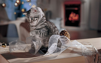 Animals, Cats HD wallpaper