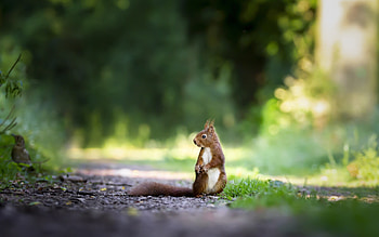 Grassy habitat, Squirrels at play, Captivating nature, Vibrant life HD wallpaper