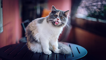Cute Cat, cute, cat, funny, animals HD wallpaper