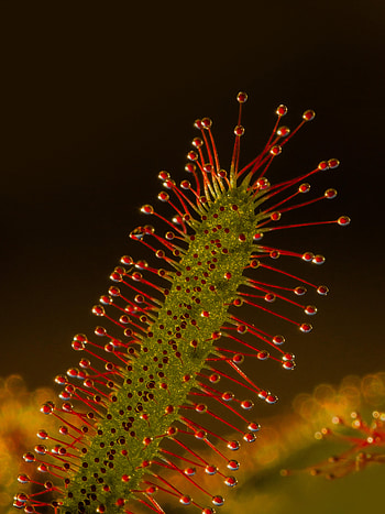 Plant, Macro, Predator, Sundew HD phone wallpaper