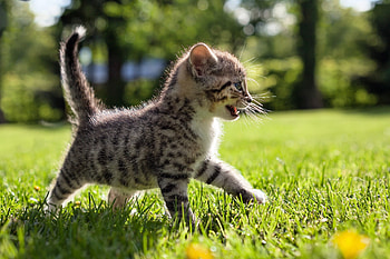 Animals, Grass, Kitty, Kitten, Stroll, Kid, Tot HD wallpaper