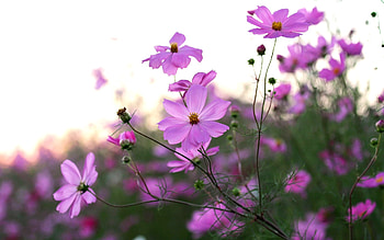Cosmos Flowers, pink, meadow, plants HD wallpaper