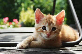 Animals, Kitty, Kitten, To Lie Down, Lie, Kid, Tot HD wallpaper