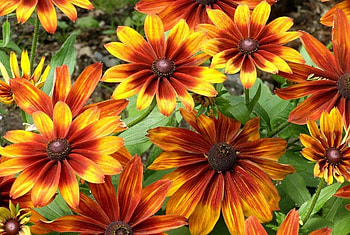 Flowers, Shine, Light, Bright, Flower Bed, Flowerbed, Rudbekia, Rudbeckia HD wallpaper
