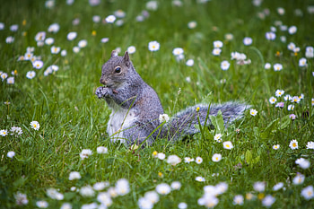 Animals, Squirrel, Grass, Stroll, Animal HD wallpaper