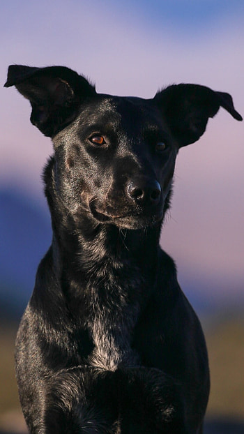 Black Dog, Adorable Breed HD phone wallpaper