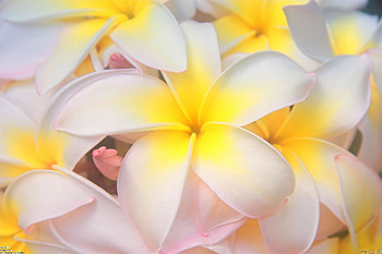 Hawaiian flowers, Flower , Plumeria paradise, Vibrant blooms HD wallpaper