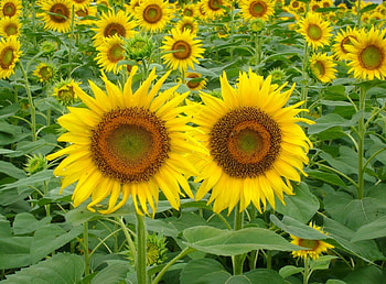 Flowers, Sunflowers, Summer, Couple, Pair, Greens, Field HD wallpaper