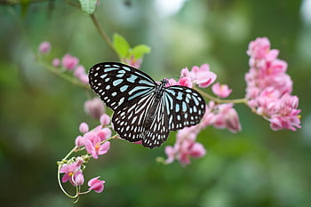 Close-up of a striking blue butterfly perched on vibrant pink flowers in Kuala Lumpur, Malaysia. HD wallpaper