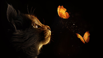 Kitten , Black background, Glowing animals, Playful butterflies HD wallpaper