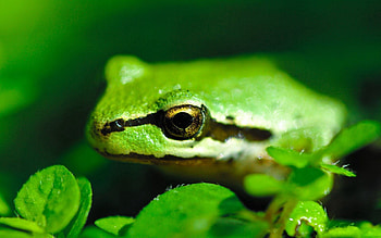 Animals, Leaves, Stripes, Streaks, Pond, Frog HD wallpaper