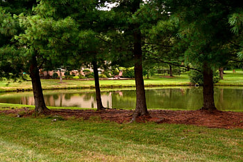 Little Summer Lake, little lake, summer lake, scenic lake HD wallpaper