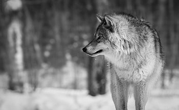 Gray Wolf, wolf HD wallpaper