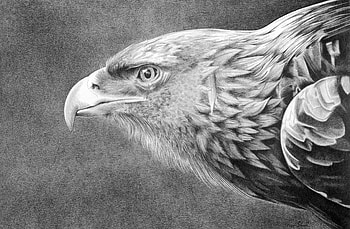 Drawing, Animal, Golden Eagle, Birds HD wallpaper