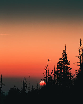 Trees, Sunset, Sky, Sun, Dark, Silhouette, Spruce, Fir HD phone wallpaper