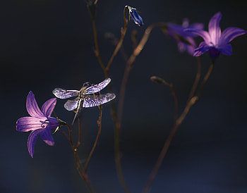 Dragonfly, purple, summer, black, flower, libelula, vara, insect HD wallpaper
