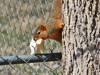 Oh Good! I Got a Piece of Bread Now, animal, daylight, day, fence, metal, trees, nature, sun, squirrel HD wallpaper