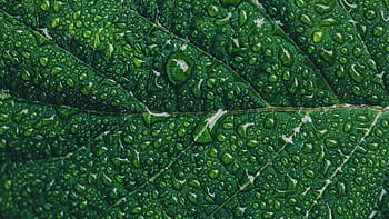 Detailed macro shot of a green leaf covered in fresh water droplets after rain. HD wallpaper