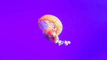 Animals in jellyfish, Nature's marvels, Underwater kingdom, Captivating creatures HD wallpaper