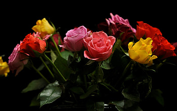 Roses, colorful, flowers, plants HD wallpaper