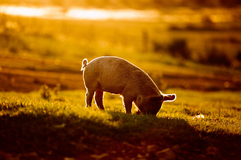 Happy little pigs, Farm life adventures, Curious snouts, Playful oinks HD wallpaper