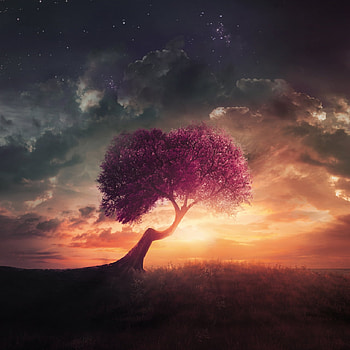 Purple tree, hill, glade HD phone wallpaper