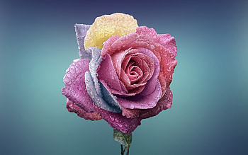 Rose Flowers, flowers, rose HD wallpaper