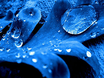 Plants, Water, Background, Art , Drops HD wallpaper