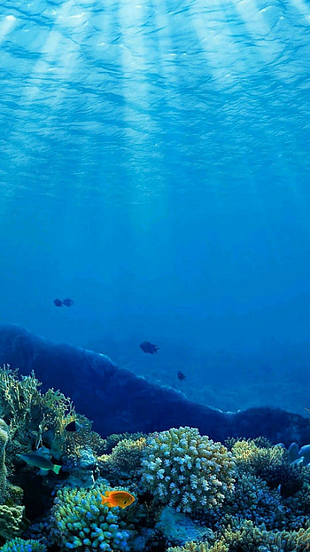 Coral reef , Oceanic beauty, Tropical treasures, Marine marvels HD phone wallpaper